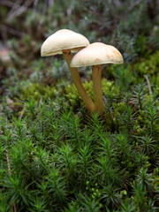 Two mushrooms among the moss