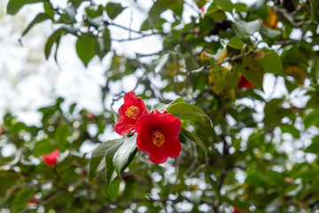Camellia japonica plant closeup view, Vibrant red color flowers and green leaves, japanese garden...