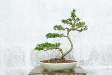 Linh sam, a small bonsai tree in Ceramic pot