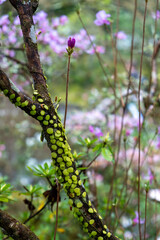 Dragons Scale Fern on tree trunk closeup view. Blur blooming trees and plants in a Japanese garden