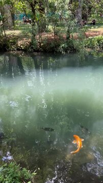 Red fish carp swimmin in the lake