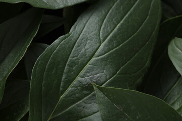 Green plant leaves close up macro