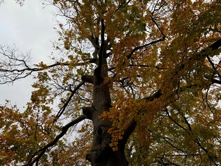 Tree with beautiful golden leaves outdoors, low angle view