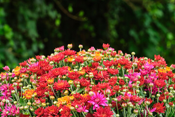 Red and orange chrysanthemums flowers in a sphere shape in autumn against a dark background. Image with selective focus and copy space