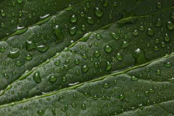 Background of green leaf in raindrops