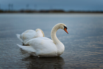 swan on the river Danube at evening