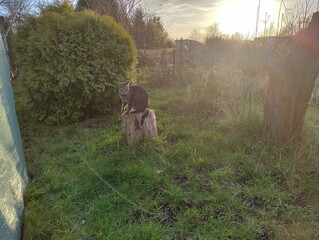 deer in the woods