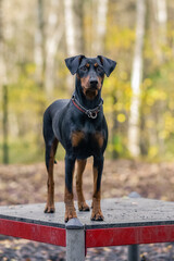 A black and tan German Pinscher stands on a podium at a dog park