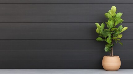 Modern black wooden wall with potted green plant, clean and minimalist outdoor space, stylish wooden panels, natural greenery decoration, copy space for text and design

