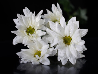 Obraz premium Flores blancas con gotas de agua