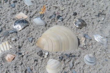 Seashells on sand background in Atlantic coast of North Florida