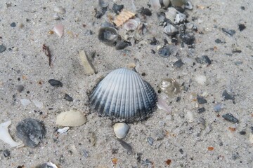 Seashells on the beach in Atlantic coast of North Florida