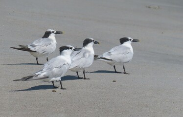 Crested tern seabirds on the beach in Atlantic coast of North Florida, closeup