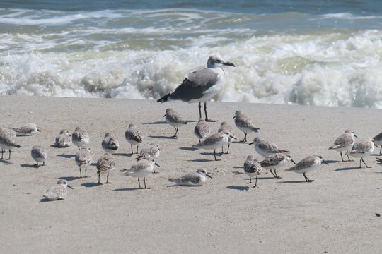 Sandpiper flock on the beach in Atlantic coast of North Florida