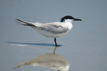 Crested tern seabird on the beach in Atlantic coast of North Florida, closeup