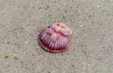 Beautiful pink seashell on sand background in Atlantic coast of North Florida, closeup