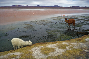 Llamas in Laguna Colorada Habitat - Reserva Avaroa, Uyuni, Bolivia