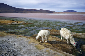 Llamas Wildlife in Lagunas Altiplanicas Habitat - Reserva Avaroa, Uyuni, Bolivia