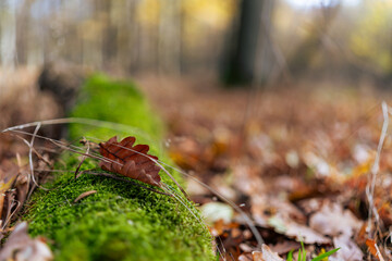 Late Autumn mood in forest