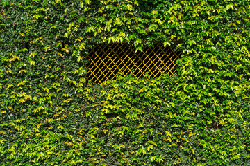 green moss on the wall, whit window