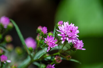 flower in the garden, purple color