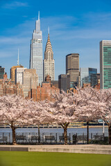Hunter's Point South Park in Long Island City. Spring view of cherry trees in bloom, the East River and Manhattan skyscrapers from Queens, New York City