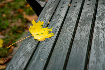 autumn leaves on a wooden bench