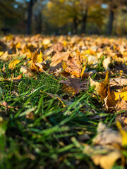 Yellow Brown Autumn leaves in the ground outdoors