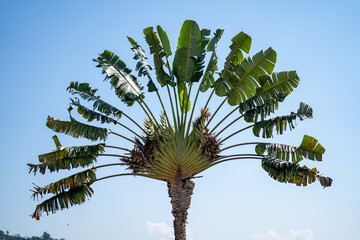 palm tree on sky background