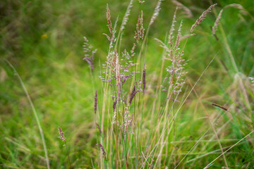 grass in the wind