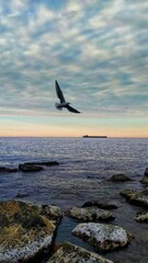 seagull on the sea