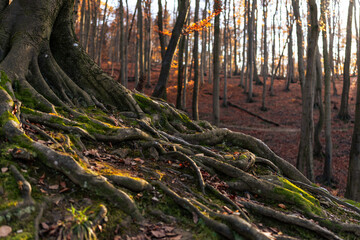 Late Autumn mood in forest
