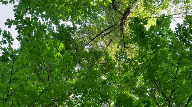 View of green tree canopy looking up as breeze blows through the leaves