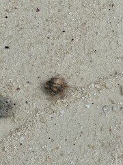small hermit crab on sand walking in the Maldives