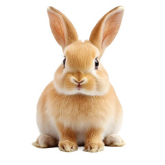 Fototapeta premium Adorable ginger bunny sitting and posing on a clear background, ideal for easter or animal-themed designs