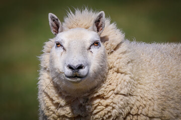 close up of a sheep
