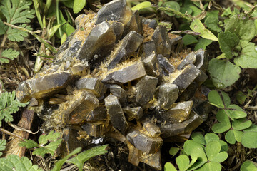 Striking cluster of golden barite crystals nestled among vibrant green clover leaves, showcasing...
