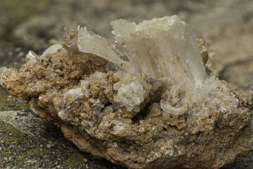 Close-up view of a gypsum mineral sample exhibiting crystalline structures and textures, embedded in soil surrounded by fresh green plants in a natural setting