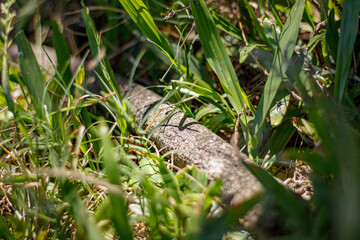 Sunbeams on a log under the grass