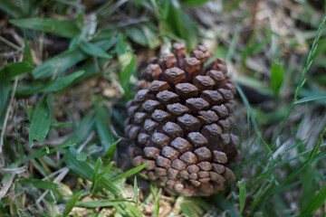 Pine cone in the grass