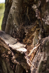 Broken tree showing trunk texture
