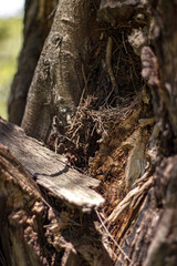 Broken tree showing trunk texture