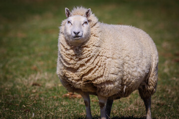 sheep and lamb