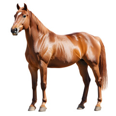 Fototapeta premium Majestic chestnut horse standing against a transparent background, displaying its strength and grace in a full-body view