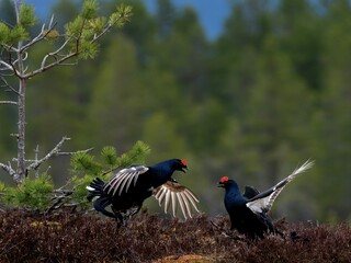 Birkhähne im Scheingefecht