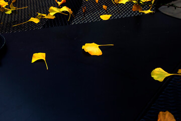 Yellow autumn leaves of Ginkgo biloba on a dark background.