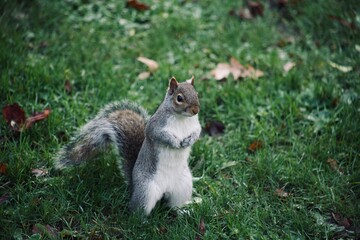 squirrel in the park