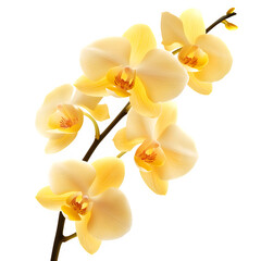 Naklejka premium Close-up of yellow orchid flowers blooming gracefully on a transparent background, showcasing their delicate beauty