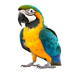 Fototapeta premium Beautiful macaw parrot with vibrant blue and yellow plumage on a clear background, ideal for seamless incorporation into any design project