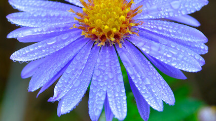 flower, nature, purple, blossom, spring, flower in the rain, beauty, kwiaty w deszczu
